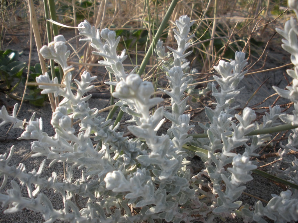 Otanthus maritimus